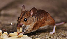 24 Hour & Emergency Exterminators in Tagus, ND